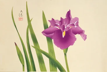 Irises