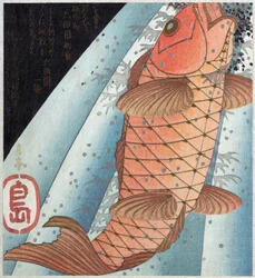 Koi Carp
