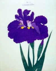 Komochi-Guma no.14, 1898