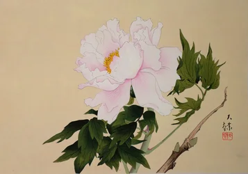 Peony, pub. 1950