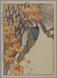Woodpecker, 1892