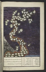 Genealogical chart in the form of a tree of the rulers of Java, from Adam to Pakuwana IV (of Surakarta) and Mataram IV (Hamengkubuwana IV of Yogykarta), in a Javanese manuscript, Papakem Pawukon