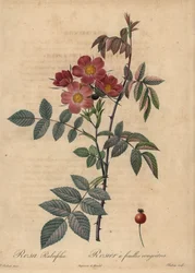 Redleaf rose, Rosa glauca
