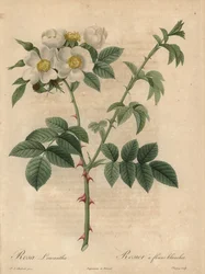 White Rose, Rosa Leucantha