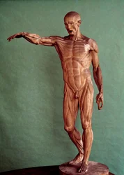 Human Anatomy. Ecorche by Jean Antoine Houdon