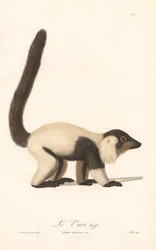 Black-and-white Ruffed Lemur (Lemur macaco)