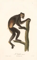Black Indri (Indri Niger)