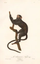 Black Tamarin (Simia Midas)