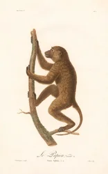 Climbing Guinea Baboon