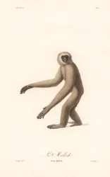 Gray Langur