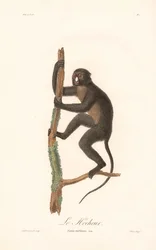 Greater Spot-nosed Monkey