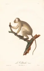 Green Monkey, Variant A