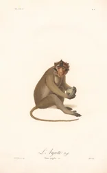 Javan Langur