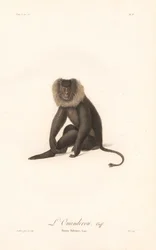 Lion-tailed Macaque (Simia Silenus)