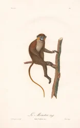 Moustached Monkey