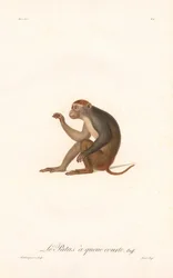 Patas Monkey