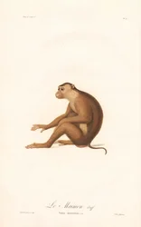 Pig-tailed Macaque (Simia nemestrina)