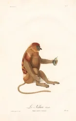 Proboscis Monkey (Simia nazica)