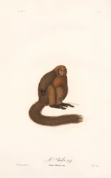Red Howler Monkey