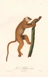 Red Lemur