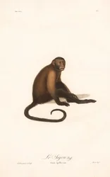 Tufted Capuchin Monkey