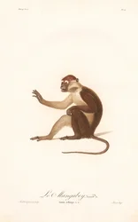 Variant of the Grivet Monkey