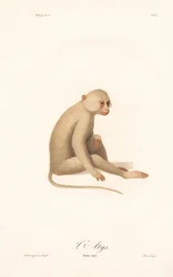 White-handed Gibbon