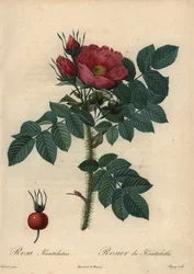 Crimson Japanese Rose; Rosa Rugosa