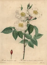 White Damask rose, Rosa x damascena