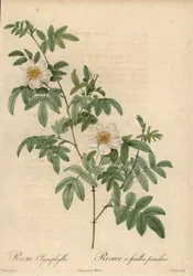 White Rose, Rosa Clynophylla
