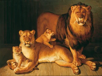 A Pride of Lions