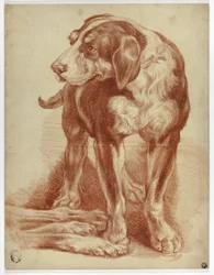 Hound Standing
