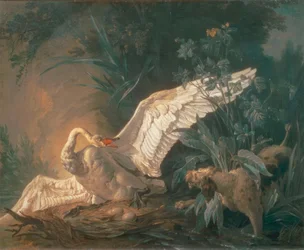 Barbet Dog Attacking a Swan in Its Nest