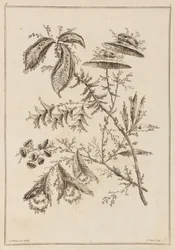 Flower Bough