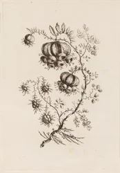 Flower Branch, from "Fleures Persannes"