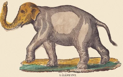 The Elephant, c.1840-1852