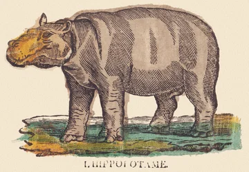 The Hippopotamus