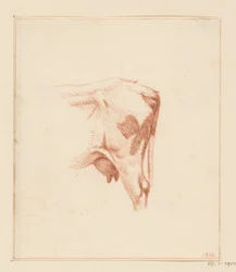 Hind Legs of a Cow