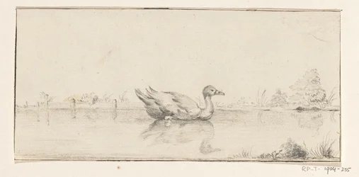 Duck in the Water