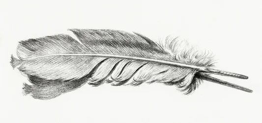 Feather