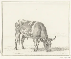 Grazing Bull, to the Right