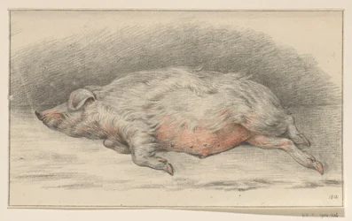 Lying Pig, Facing Left