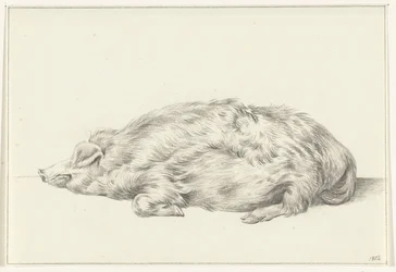 Lying Pig, Facing Left