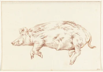 Lying Pig, Facing Left