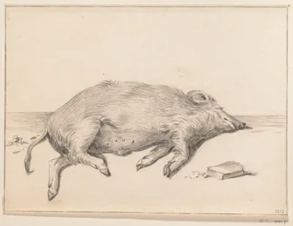 Lying Pig, Facing Right
