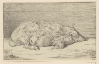 Lying Pig, Facing Right, Against a Shelter