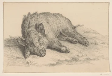Lying Wild Boar