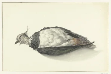 Dead Lapwing Lying Down