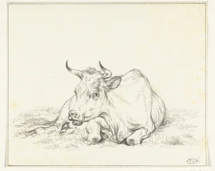Lying cow, from the front