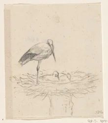 Stork on Nest